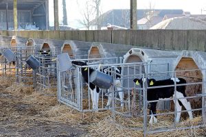 Landwirtschaftsbetrieb Gut Buchenhof - Milchkühe mit Ihrer Nachzucht