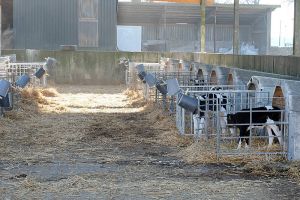 Landwirtschaftsbetrieb Gut Buchenhof - Milchkühe mit Ihrer Nachzucht