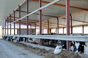 Landwirtschaftsbetrieb Gut Buchenhof - Milchkühe mit Ihrer Nachzucht