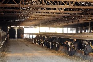 Landwirtschaftsbetrieb Gut Buchenhof - Fütterung